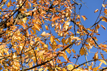 Laub von Apfelbaum im Herbst