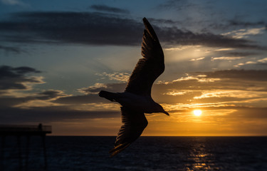 Fototapeta na wymiar Sunset seagull