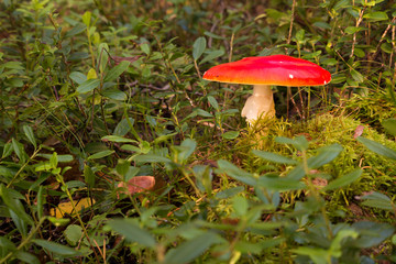 Red colored fly amanita mushroom in a Nordic forest