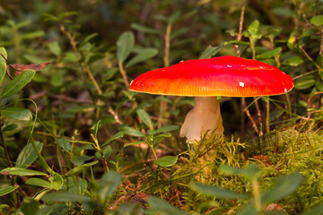 Fly amanita mushroom growing on ground in a Nordic forest