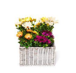beautiful  bouquet of colorful daisy flowers in basket isolated