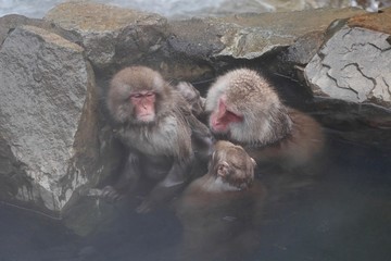 Monkey family in hot springs. Jigokudani Monkey Park. Nagano. Japan. 