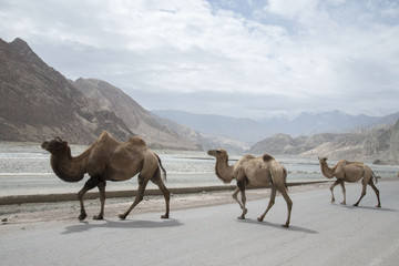 Bactrian Camels Karakoram Highway