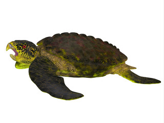 Fototapeta premium Archelon Turtle Side View - Archelon was a giant marine turtle that lived in South Dakota, USA in the Cretaceous Period.