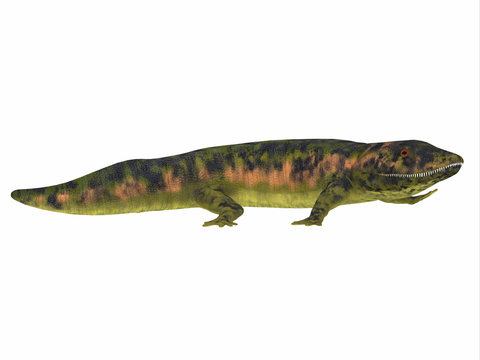 Dendrerpeton Amphibian Side View - Dendrerpeton was an extinct genus of amphibious carnivore from the Carboniferous Period of Canada.