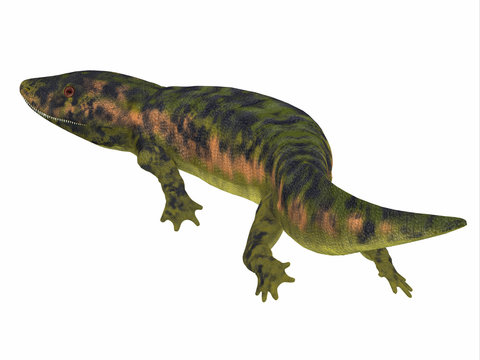 Dendrerpeton Amphibian Tail - Dendrerpeton was an extinct genus of amphibious carnivore from the Carboniferous Period of Canada.