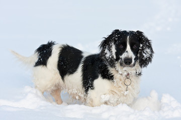Happy black and white dog playing in the snow