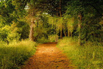 Obraz premium A Country Walk