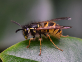 wasp