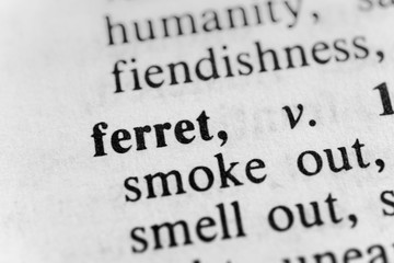 Fototapeta premium Ferret