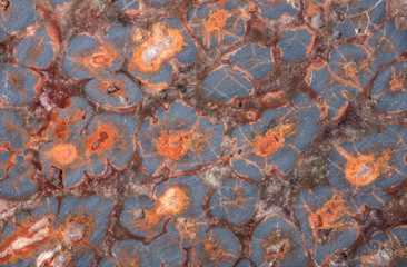 Surface of natural mineral rhyolite or rainforest jasper.