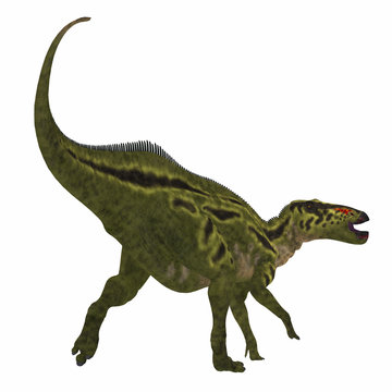 Shantungosaurus Dinosaur Tail - Shantungosaurus was a herbivorous Hadrosaur dinosaur that lived in China in the Cretaceous Period.