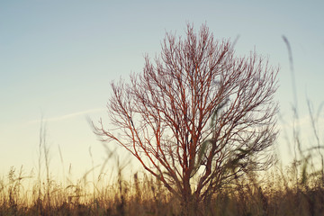 Dry autumn tree in evening sunshine against the background of the sky. Evening landscape with a tree