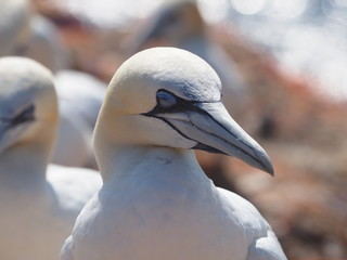 lummenkolonien auf Helgoland 