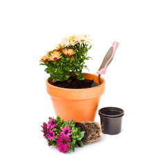 Colorful  cape daisy flowers ready for planting and flowerpot is