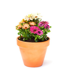 Naklejka na ściany i meble Colorful cape daisy flowers in a ceramic flowerpot isolated