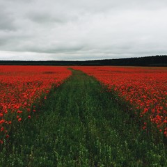 road in red poppy field. way of life concept