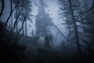 Spooky misty rainy forest, located in Transylvania, Romania, Halloween holiday celebration background concept