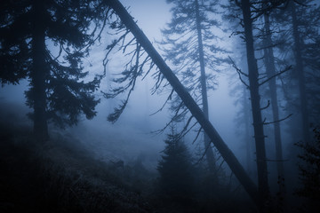 Fototapeta premium Spooky misty rainy forest, located in Transylvania, Romania, Halloween holiday celebration background concept