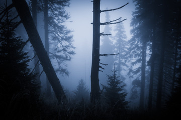 Spooky misty rainy forest, located in Transylvania, Romania, Halloween holiday celebration...