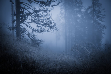 Spooky misty rainy forest, located in Transylvania, Romania, Halloween holiday celebration background concept