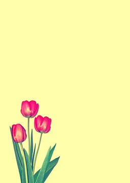 spring flowers tulips isolated on yellow background.