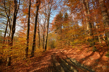 Road in autumn forest