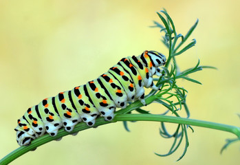 caterpillar
