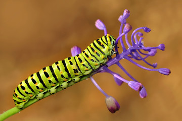 caterpillar