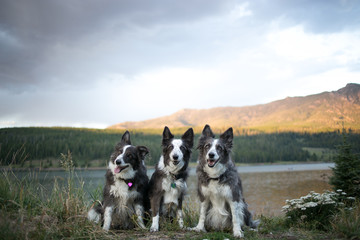 Border Collies