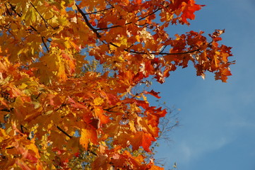 Das Feuer des Herbstes. Farbenspiel im Licht.