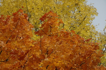 Das Feuer des Herbstes. Farbenspiel im Licht.
