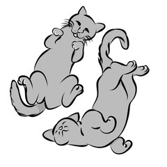 Two gray cat lying on the back