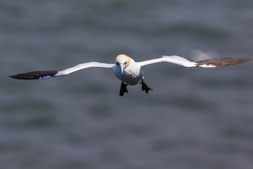 Gannet Landing
