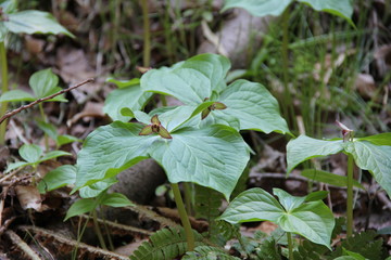 延齢草(松島・福浦島)