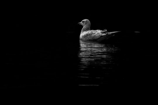 The white duck