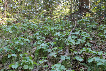 延齢草(松島・福浦島)