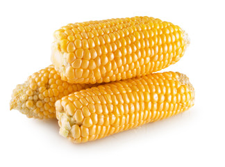 fresh corn isolated on the white background