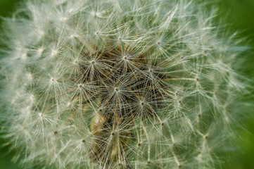 Macro flower