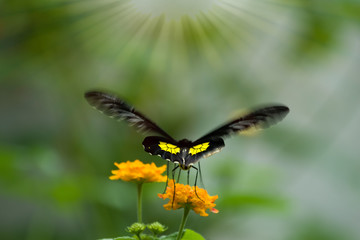 The Golden Birdwing Butterfly