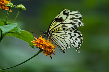 Rice Paper Butterfly