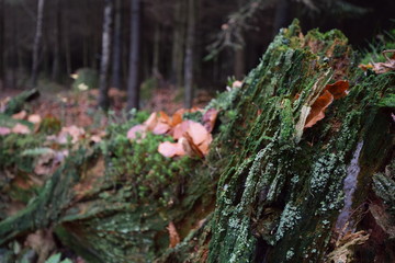 Herbstwanderung. In belgischer Moor- und Berglandschaft.