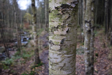 Herbstwanderung. In belgischer Moor- und Berglandschaft.