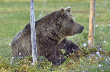 Fototapeta premium Wild brown bear (Ursus arctos) on the meadow of the forest in summer. Close up portrait . Natural green background.