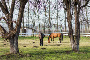 horses at ranch