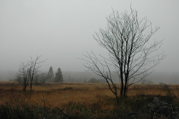 Fototapeta premium Herbstwanderung. In belgischer Moor- und Berglandschaft.