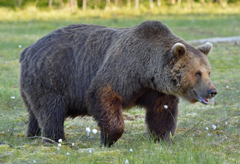 Wild brown bear (Ursus arctos) on the meadow of the forest in summer. Close up portrait . Natural green background.