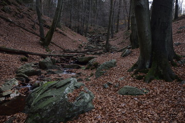 Herbstwanderung. In belgischer Moor- und Berglandschaft.