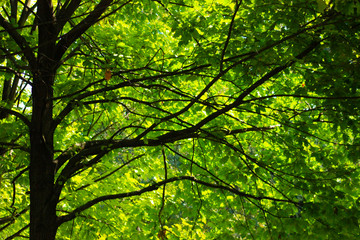 Fototapeta na wymiar yeşil ağaç