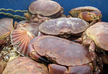 Live crabs and shellfish
